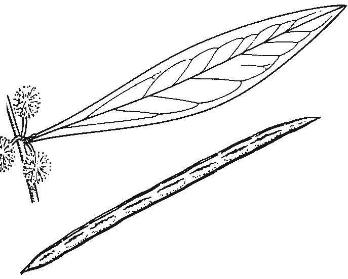 Acacia leprosa