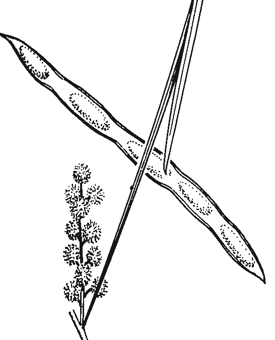 Acacia linearifolia