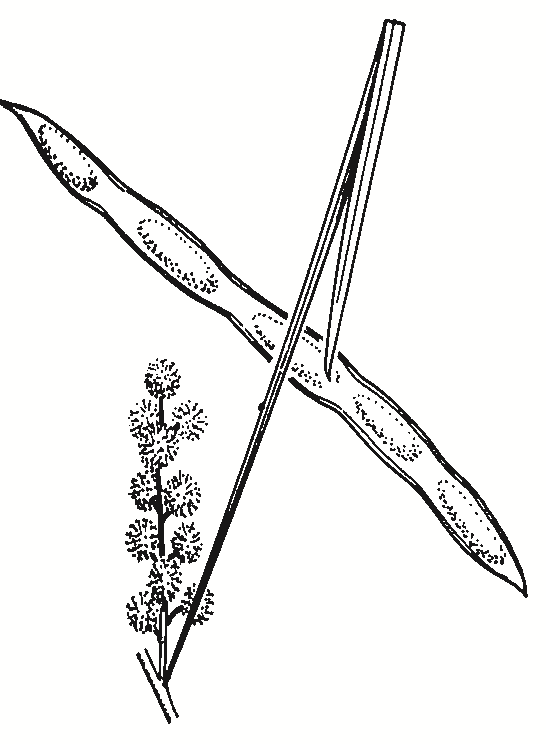 Acacia linearifolia