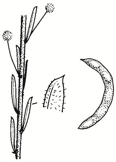Acacia lineata