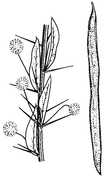Acacia paradoxa