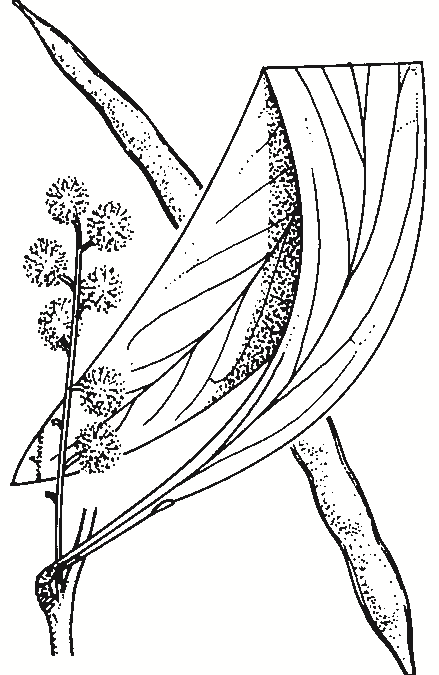 Acacia pycnantha