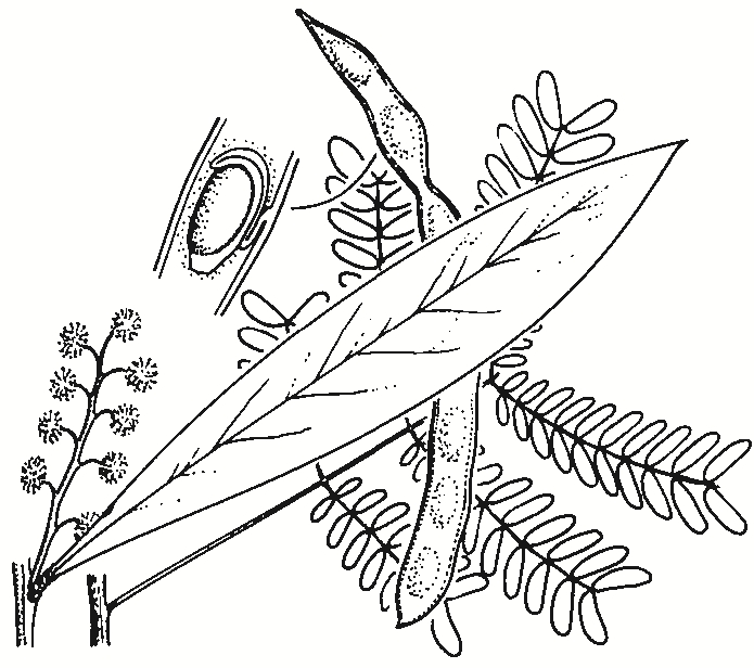 Acacia rubida