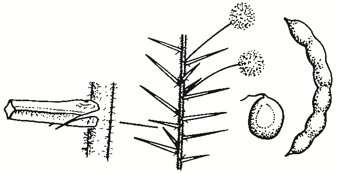 Acacia ulicifolia