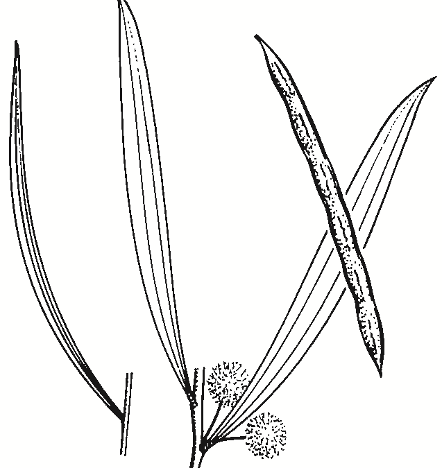 Acacia verniciflua