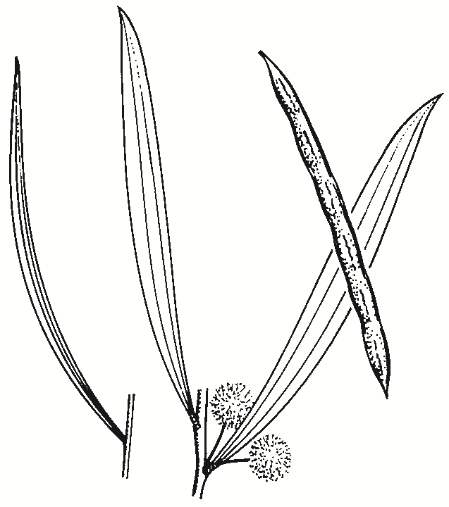 Acacia verniciflua