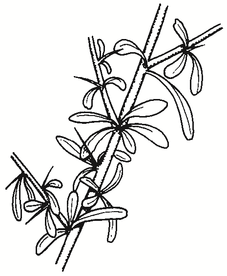 Bursaria spinosa