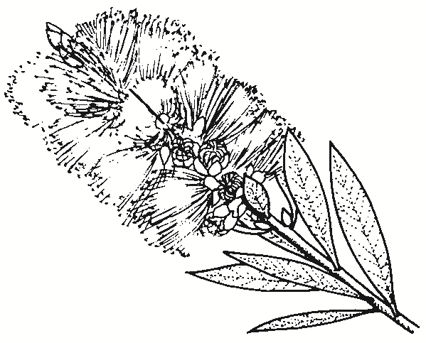 Callistemon pityoides