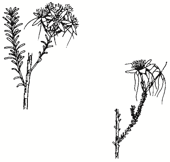 Calytrix tetragona