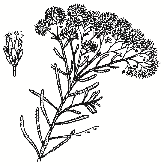 Cassinia aculeata