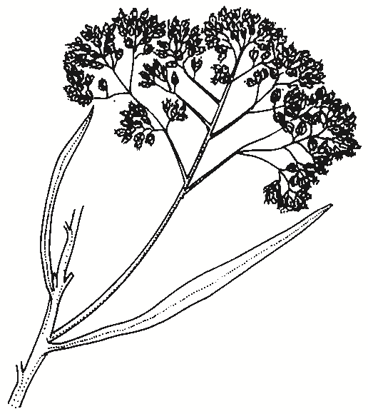 Cassinia longifolia