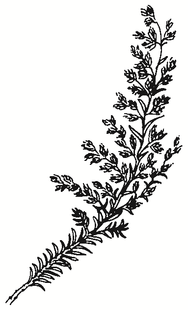 Cassinia sifton