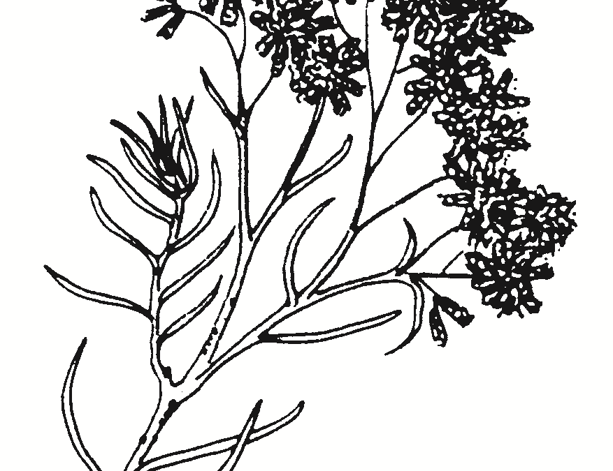 Cassinia laevis