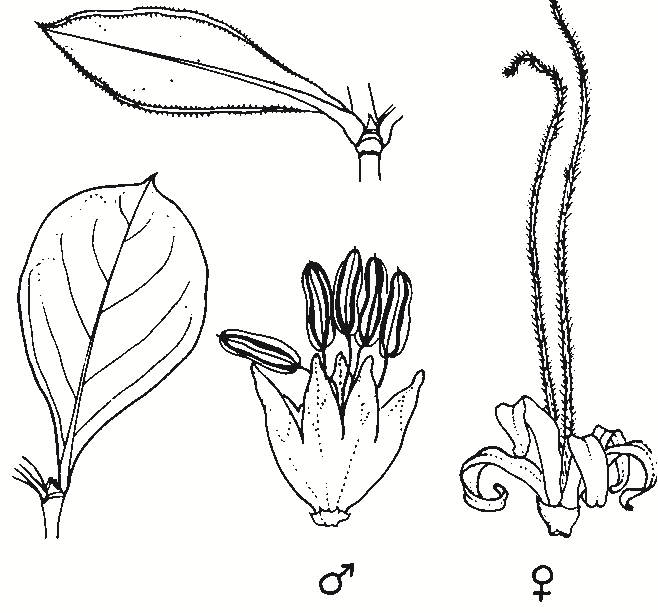 Coprosma hirtella