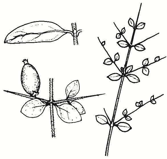 Coprosma quadrifida