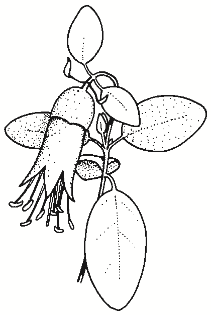 Correa glabra
