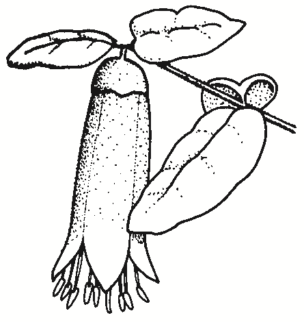 Correa reflexa