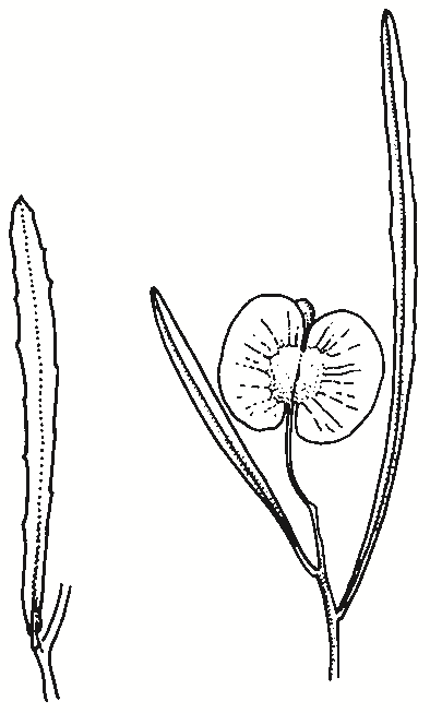 Dodonaea viscosa subsp. angustissima