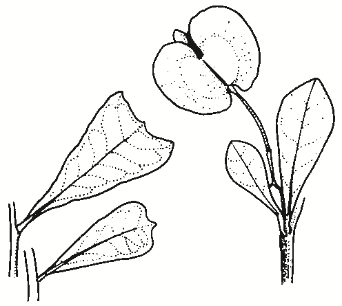 Dodonaea viscosa subsp. cuneata