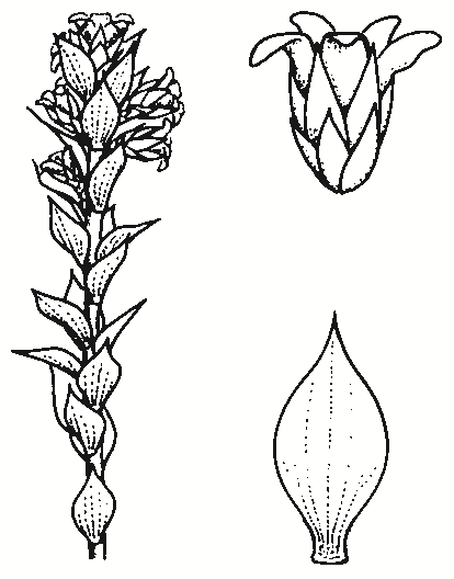 Epacris breviflora