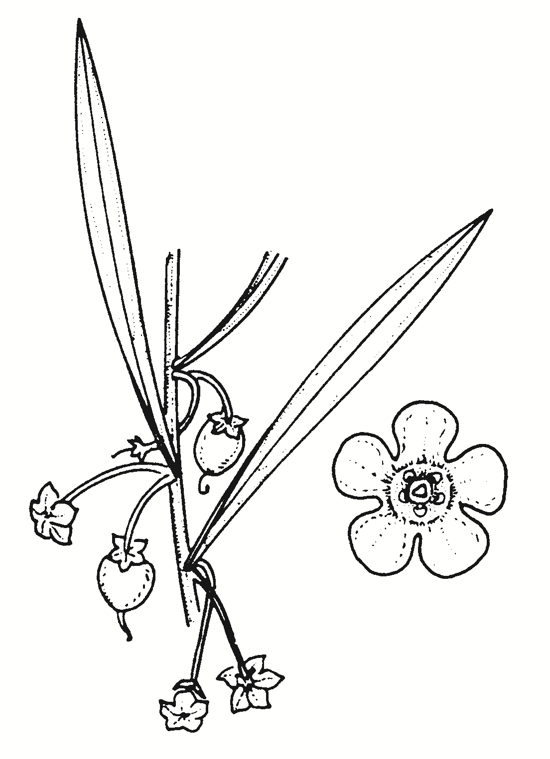 Eremophila deserti
