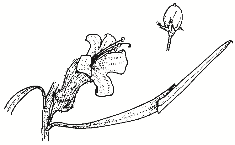 Eremophila longifolia