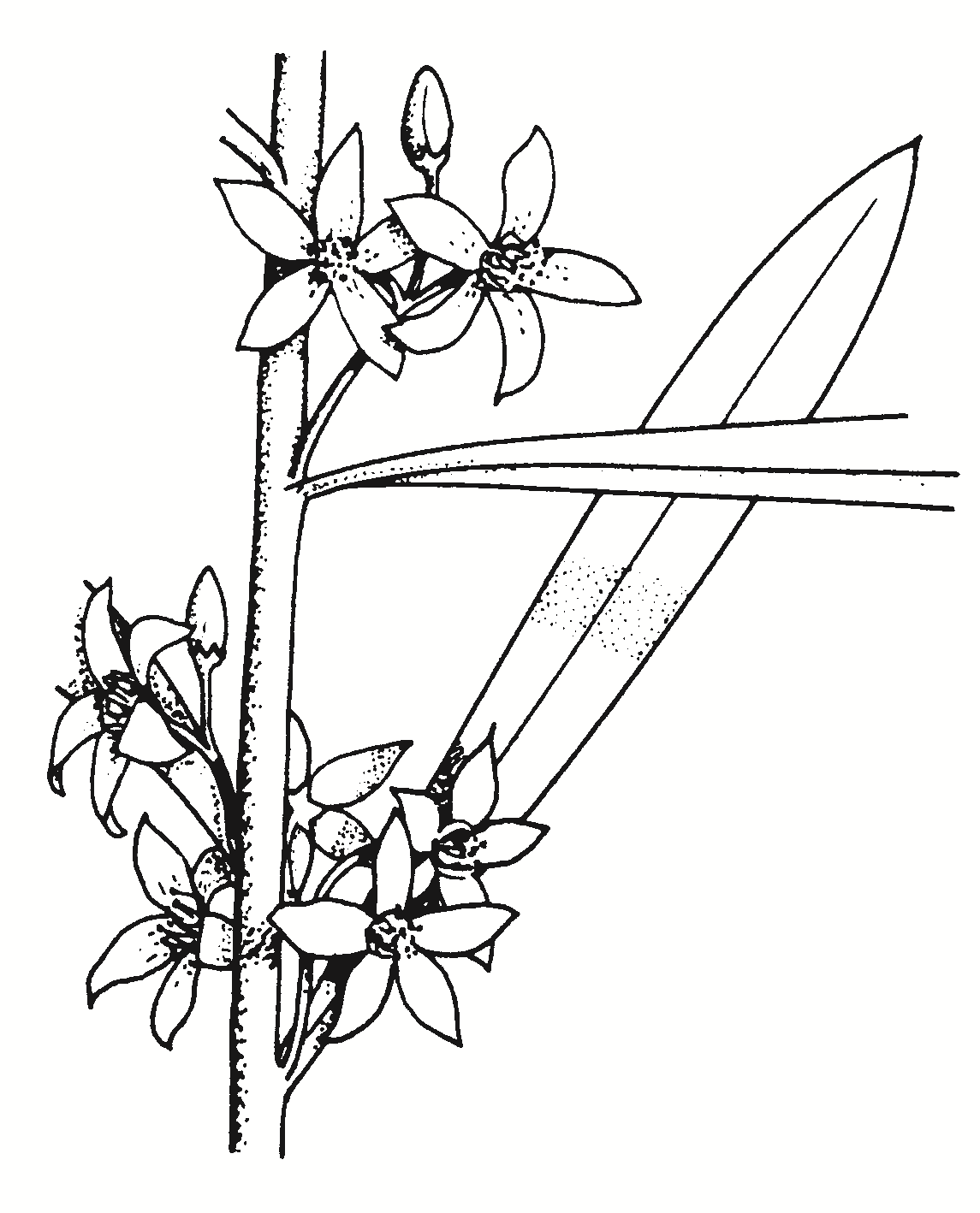 Philotheca myoporoides subsp. acuta