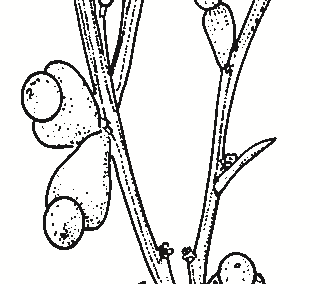 Exocarpos strictus