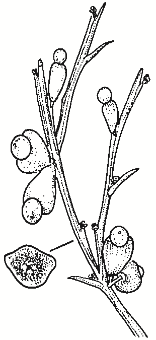 Exocarpos strictus
