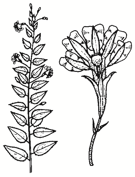 Goodenia ovata