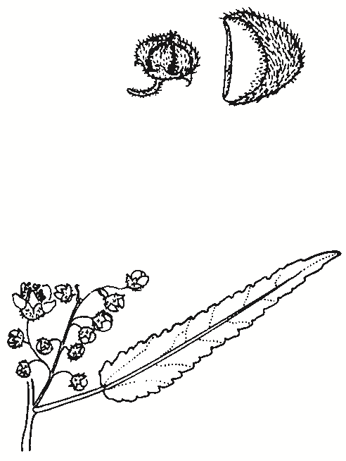 Gynatrix pulchella