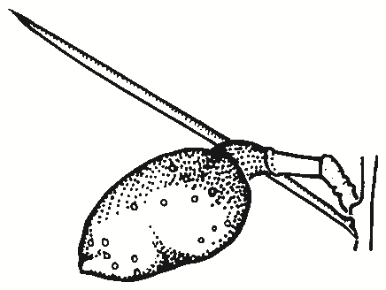 Hakea leucoptera