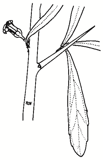 Melicytes dentatus