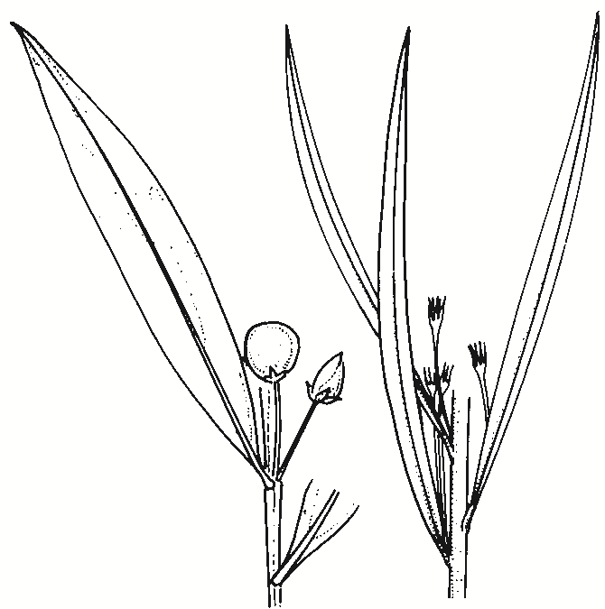 Myoporum montanum