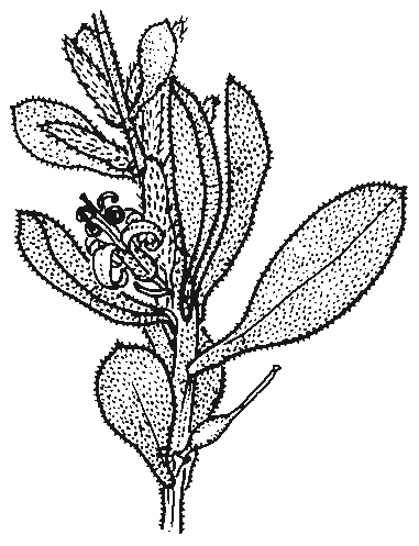 Persoonia rigida
