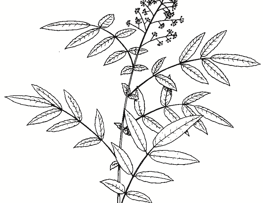 Polyscias sambucifolia