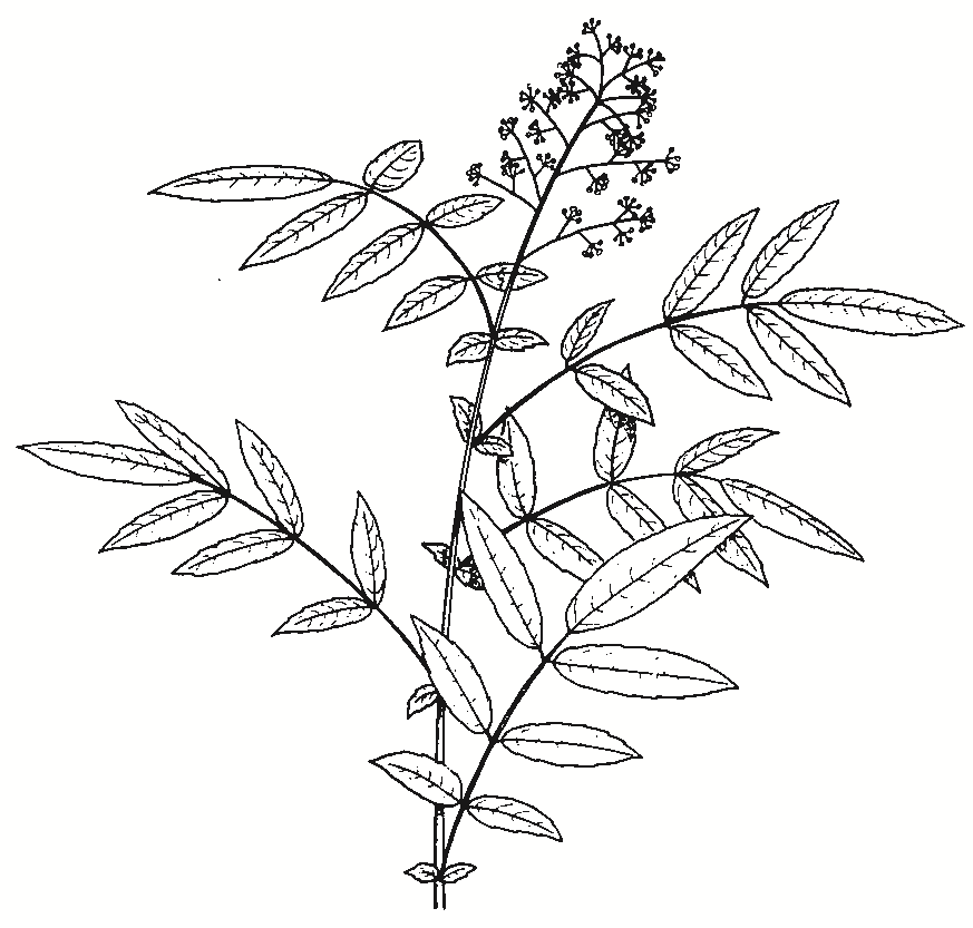Polyscias sambucifolia