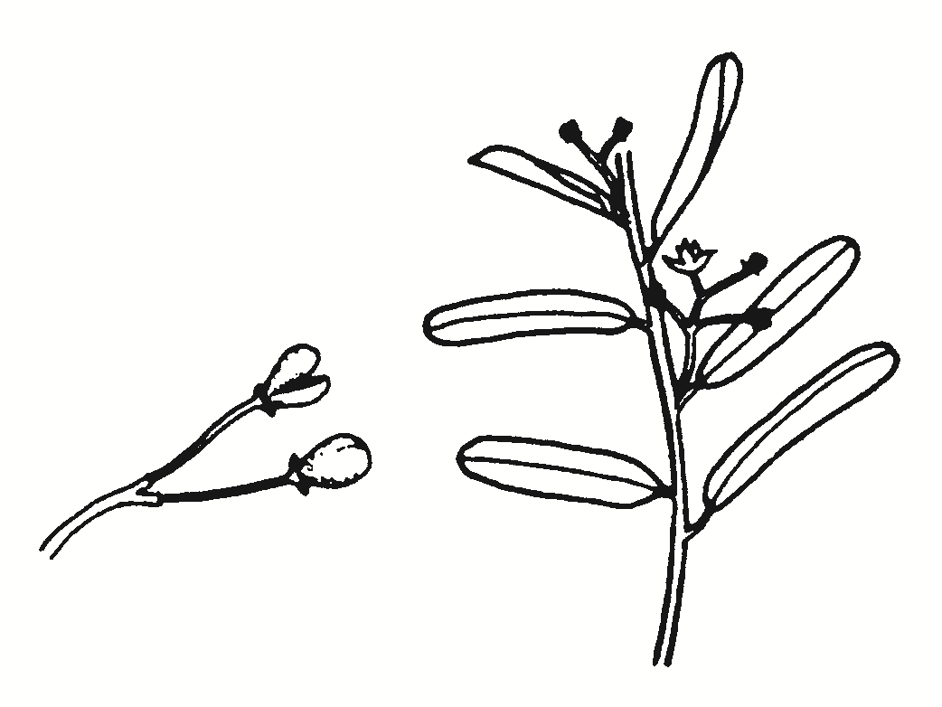 Pomaderris angustifolia