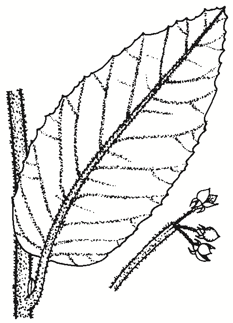 Pomaderris aspera