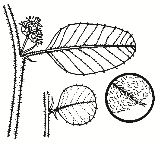 Pomaderris eriocephala