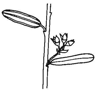 Pomaderris phylicifolia var. phylicifolia