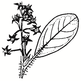 Pomaderris velutina