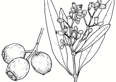 Santalum lanceolatum