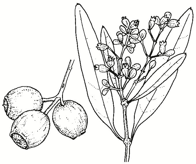 Santalum lanceolatum