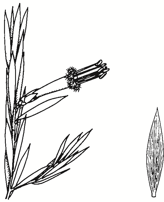 Styphelia triflora