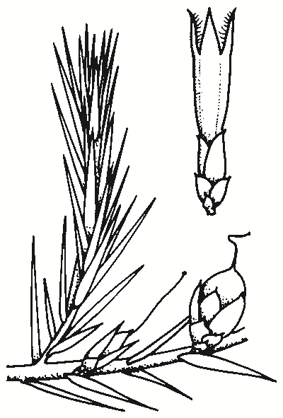 Astroloma humifusum