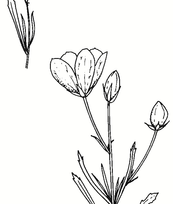 Cheiranthera linearis