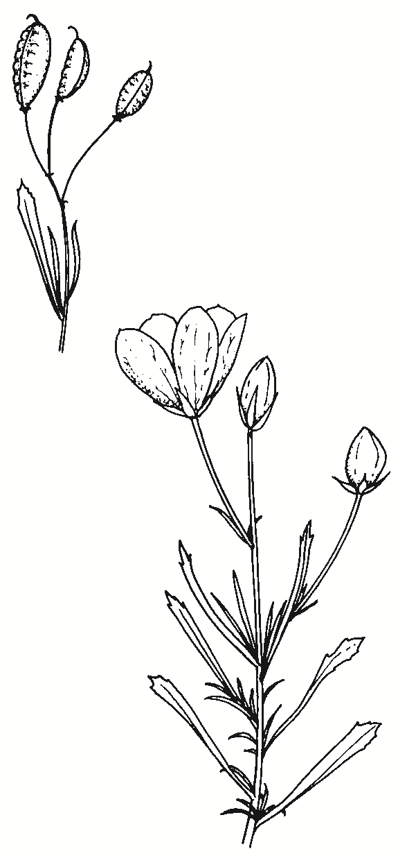 Cheiranthera linearis