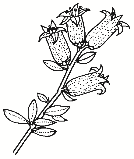 Cryptandra amara