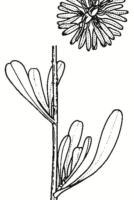 Hibbertia obtusifolia